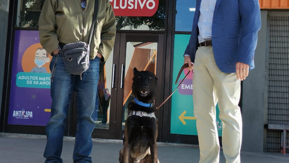 Iniciarán en Sonora fase de prueba caninos detectores de COVID-19