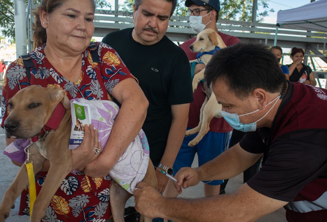 Salud Sonora con vacuna antirrábica disponible para perros y gatos