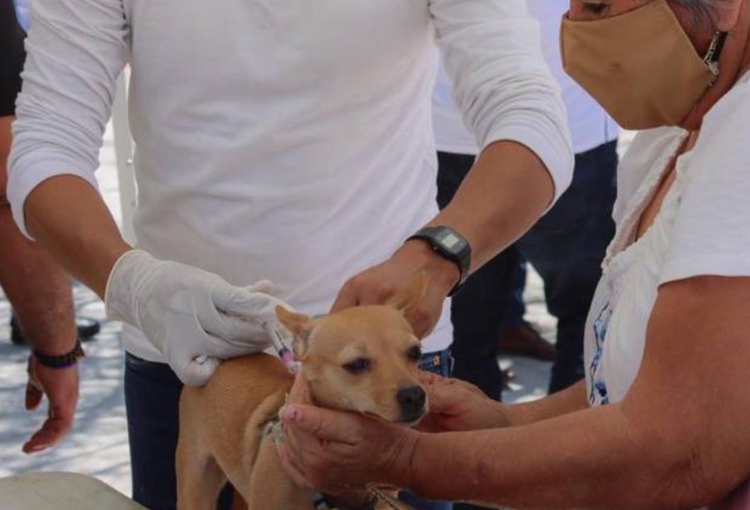 Salud Sonora con vacuna antirrábica disponible para perros y gatos