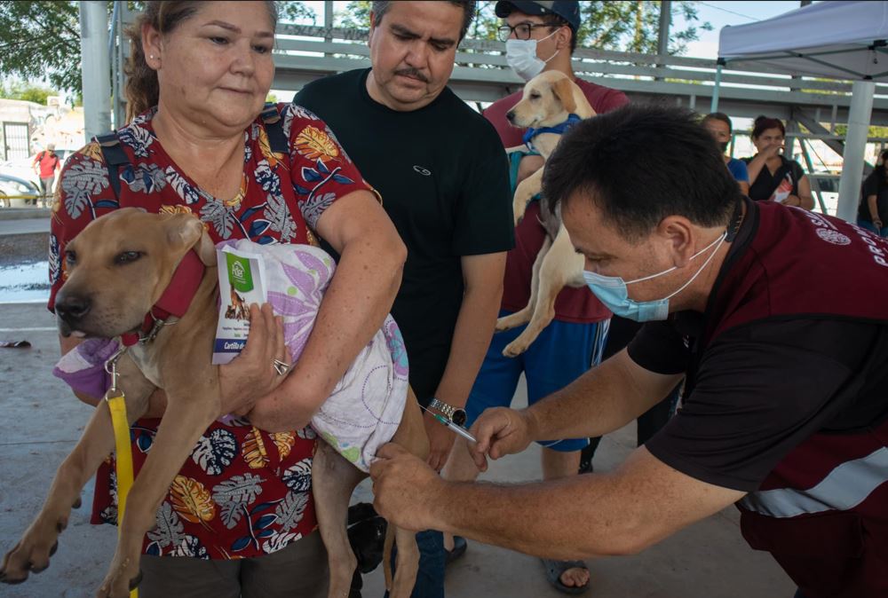 Gobierno de Sonora aplicará 136 mil 911 vacunas antirrábicas para perros y gatos del estado
